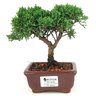 bonsai_shimpaku_2_anos_17_cm_14625_1_f6badf050607dd5fc0c8d71d978c1694
