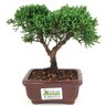 bonsai_shimpaku_2_anos_17_cm_14625_3_138072b4caf598531d9f79b89a79567b