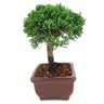 bonsai_shimpaku_2_anos_17_cm_14625_4_bb3048623e933a66e9a7b16b9eb284b6
