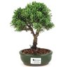 bonsai_shimpaku_2_anos_21_cm_14627_1_2fe0233294b884f1e710a8d945d328b7