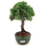 bonsai_shimpaku_2_anos_21_cm_14627_2_63f17072391982dca8f0b43d4804fbb3