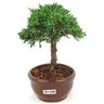 bonsai_shimpaku_2_anos_17_cm_14631_2_4addad541627f2fab8513f44bfcc0206