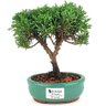bonsai_shimpaku_2_anos_19_cm_14633_1_ea777ca39938f305b29492575650f125