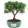 bonsai_shimpaku_2_anos_19_cm_14633_3_96d0854e506df2bf26fb8a0e4f6e5ea9