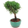 bonsai_shimpaku_2_anos_19_cm_14633_4_4c12dc2224d17f999fb17a59ae8a7b90