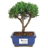 bonsai_shimpaku_2_anos_17_cm_14635_1_b52efa641c843a97ae135e7f4a4315b4
