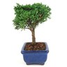 bonsai_shimpaku_2_anos_17_cm_14635_2_cd367586ac349904850f1a8805785f0e