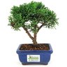 bonsai_shimpaku_2_anos_17_cm_14635_3_0d791380229dec4f89bc49784f9db28b