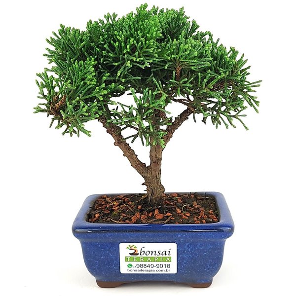 bonsai_shimpaku_2_anos_17_cm_14635_3_0d791380229dec4f89bc49784f9db28b