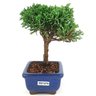 bonsai_shimpaku_2_anos_17_cm_14635_4_1031bbabdab12b79afb56b99a1488be5