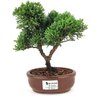 bonsai_shimpaku_2_anos_20_cm_14637_1_18e3443127381a9988509a1b47d3d8ba