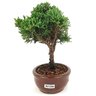 bonsai_shimpaku_2_anos_20_cm_14637_2_cdd0cdd8a4fd5b07be5ad8a89ad570a4