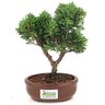 bonsai_shimpaku_2_anos_20_cm_14637_3_0c30e45e4eb21885404b02b9bc0a5f1f
