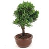 bonsai_shimpaku_2_anos_20_cm_14637_4_c57f8e6c8414de2b422acffee111f3e7
