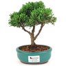 bonsai_shimpaku_2_anos_19_cm_14641_1_c4af873b95005c96791ae20a0d00224d