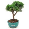bonsai_shimpaku_2_anos_19_cm_14641_2_14edd6925dd8691294f69d34cd2c2af8