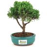bonsai_shimpaku_2_anos_19_cm_14641_3_75a3e388a867174a685b49de9db96584