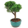 bonsai_shimpaku_2_anos_19_cm_14641_4_fc62996635125502281b7d9aeaadc352