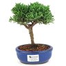 bonsai_shimpaku_2_anos_18_cm_14645_1_e9af43307fa12322eb06f04dc801495a