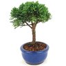 bonsai_shimpaku_2_anos_18_cm_14645_2_18b73ab5642f2201a001c9265a34ca51