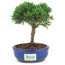 bonsai_shimpaku_2_anos_18_cm_14645_3_b55e47b01abd822d08c5e238f76faeef
