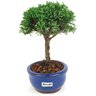 bonsai_shimpaku_2_anos_18_cm_14645_4_03f8afcc25d26591f65727d343a06660