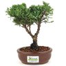 bonsai_shimpaku_2_anos_19_cm_14647_3_8f1049aa29938431b01df4200e9781e3