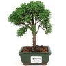 bonsai_shimpaku_2_anos_20_cm_14649_1_ac285d07f924277164f6528f83c49902