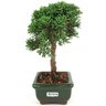 bonsai_shimpaku_2_anos_20_cm_14649_2_937efb3f589e6a3099e8571ebd726e85