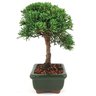 bonsai_shimpaku_2_anos_20_cm_14649_4_f79b8d3fb54399f6a196e79a4f5cc572