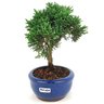 bonsai_shimpaku_2_anos_18_cm_14653_2_ff5a492d3530782688f12d2e8a6108c3