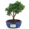 bonsai_shimpaku_2_anos_18_cm_14653_3_a7f1162086b033ad58d8cd40e5114ff9