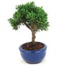 bonsai_shimpaku_2_anos_18_cm_14653_4_970ddb1a2c094bd99017697c8659266d