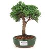 bonsai_shimpaku_2_anos_22_cm_14657_1_20243b69889b8aa810c0250b79f944c6