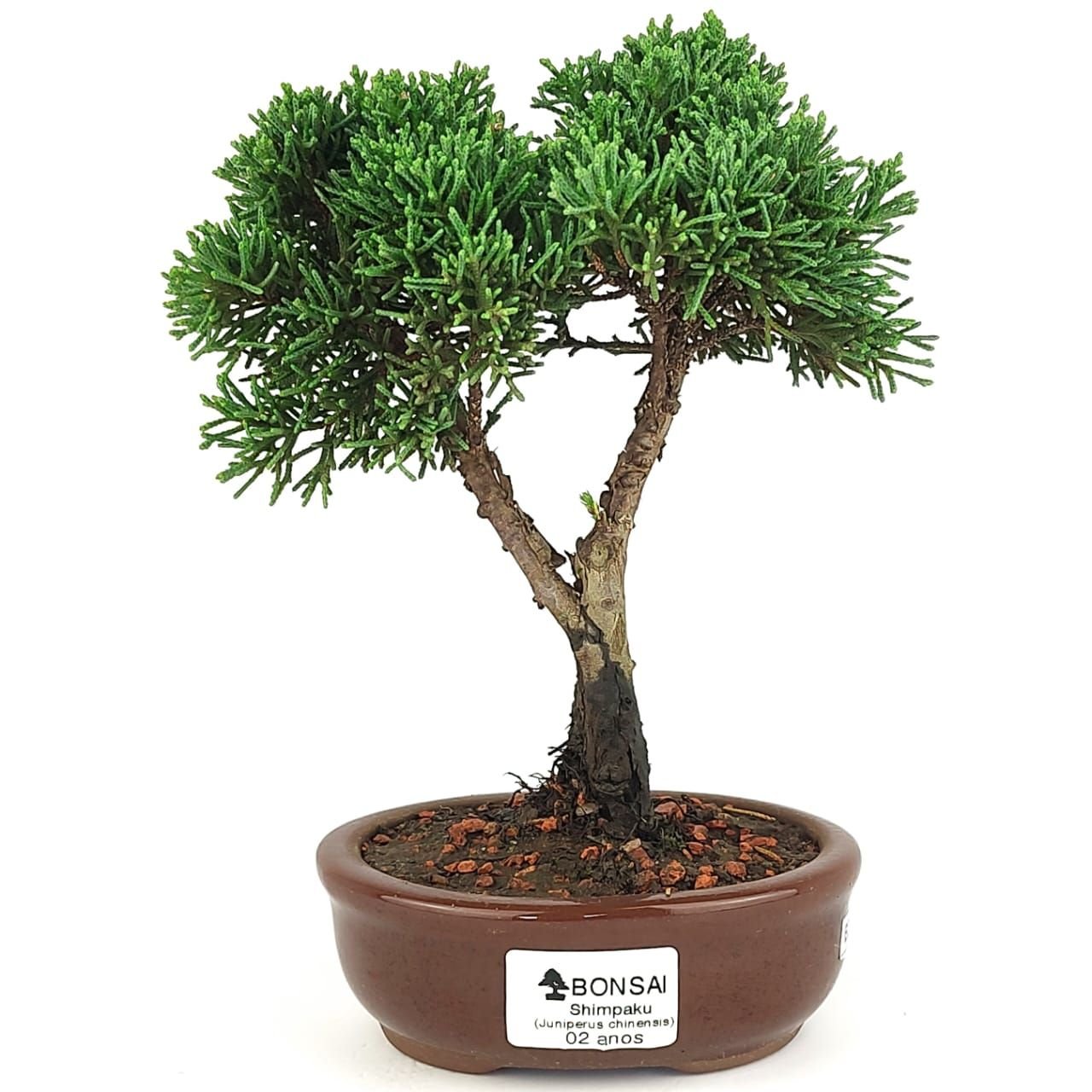 Bonsai Shimpaku - 2 Anos 21 Cm