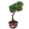 bonsai_shimpaku_2_anos_21_cm_14663_2_d77b21c97c51efc766d6f8081dc64da7