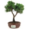 bonsai_shimpaku_2_anos_21_cm_14663_3_334367defd1af57ac19085f9e177dc99