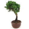 bonsai_shimpaku_2_anos_21_cm_14663_4_98b5c9845faf94f66a300d5deaf769b6