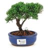bonsai_shimpaku_2_anos_16_cm_14669_1_b335f39d31d43877753a4eb618158a5f