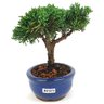 bonsai_shimpaku_2_anos_16_cm_14669_2_2017e7cfe3e9c2dd41f447fe4f87e822