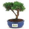 bonsai_shimpaku_2_anos_16_cm_14669_3_063981e8c21723658796194d27853375