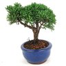 bonsai_shimpaku_2_anos_16_cm_14669_4_b9596e148847d2d3dc77925f61c9093f