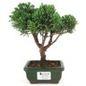bonsai_shimpaku_2_anos_21_cm_14673_1_fd802f907a02a060e9fbef9791e4d9f5