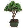 bonsai_shimpaku_2_anos_21_cm_14673_4_111e9ec1699c8a2912c54cf32bf321b9