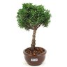 bonsai_shimpaku_2_anos_22_cm_14675_2_ed7e11dfdc82c1d836174cc1eb96dc9b