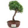 bonsai_shimpaku_2_anos_22_cm_14675_3_c5d2266f09fb12c7ef65f2e90efaf589
