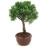 bonsai_shimpaku_2_anos_22_cm_14675_4_00c7baa21ceb505c447859ffb6a3a556