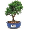 bonsai_shimpaku_2_anos_21_cm_14677_1_97ffe794ad1acbfe2bd48e580f462094