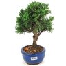 bonsai_shimpaku_2_anos_21_cm_14677_2_b94d5bed8dd26e3d08563a859055d1b5