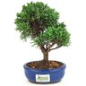 bonsai_shimpaku_2_anos_21_cm_14677_3_a93c230e4767bf5d4f1f56191c6491ad